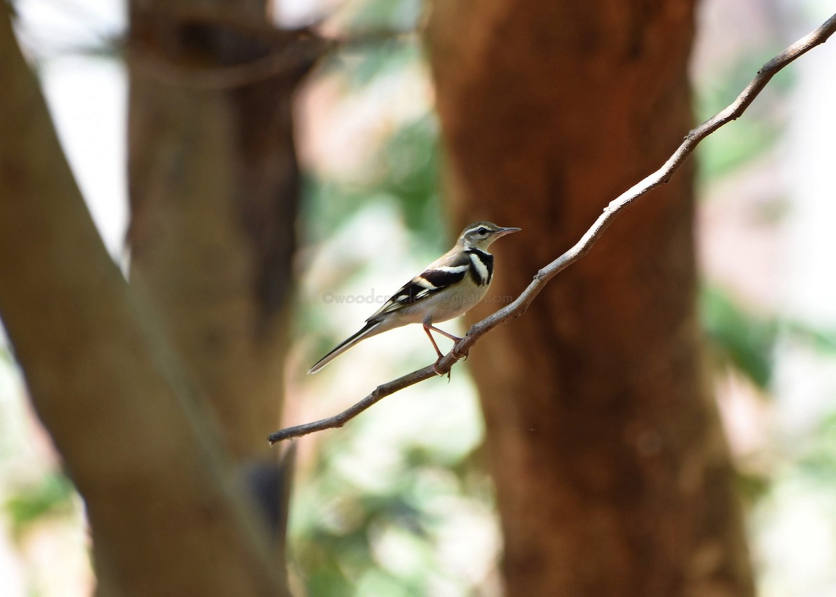 Forest Wagtail - ML86909501
