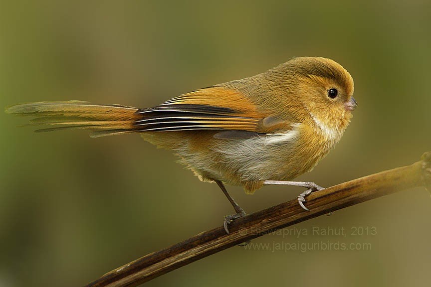 Fulvous Parrotbill - Biswapriya Rahut