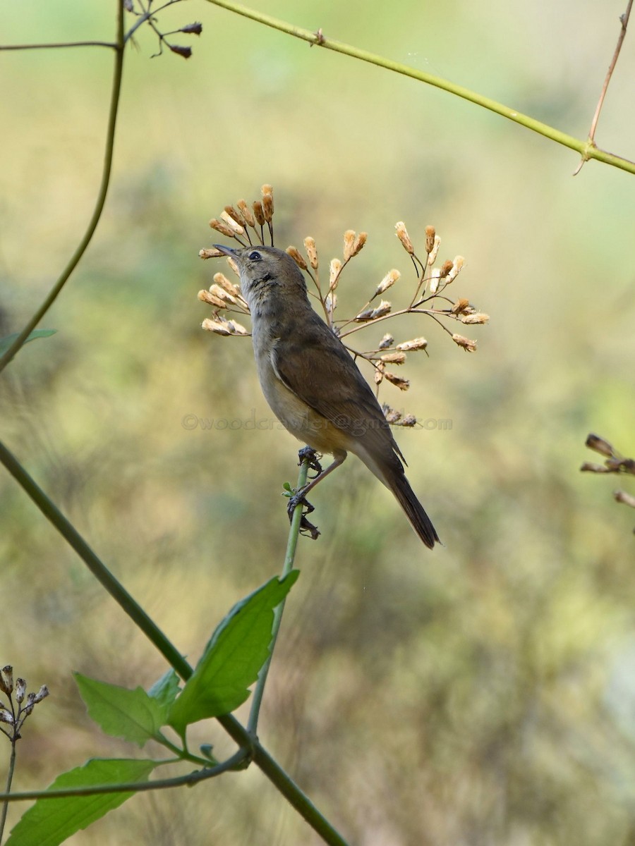 Booted Warbler - ML86910211