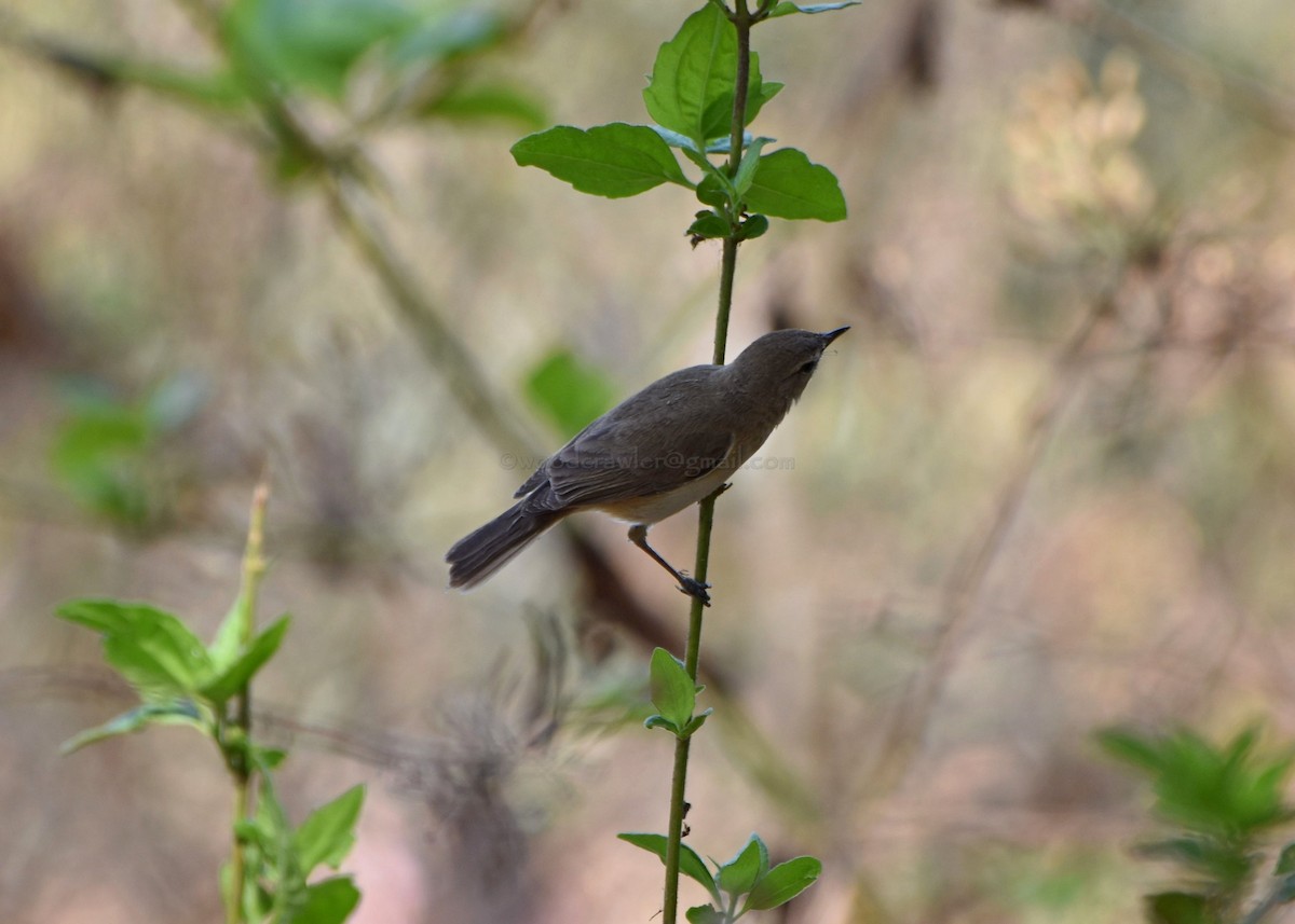 Booted Warbler - ML86910221