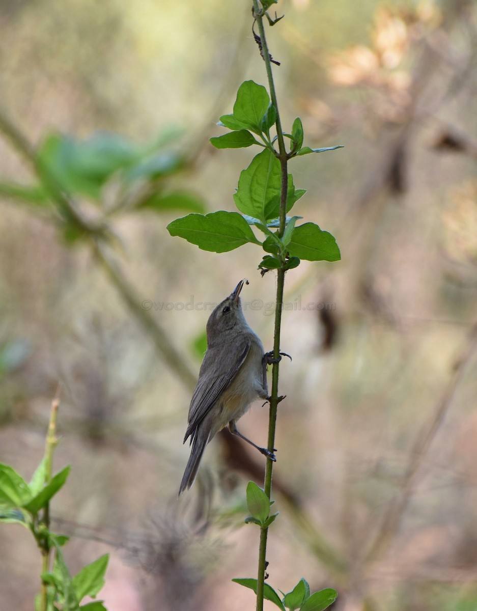 Booted Warbler - ML86910231