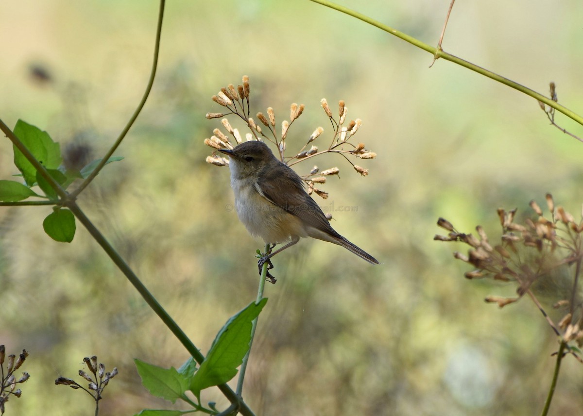 Booted Warbler - ML86910241