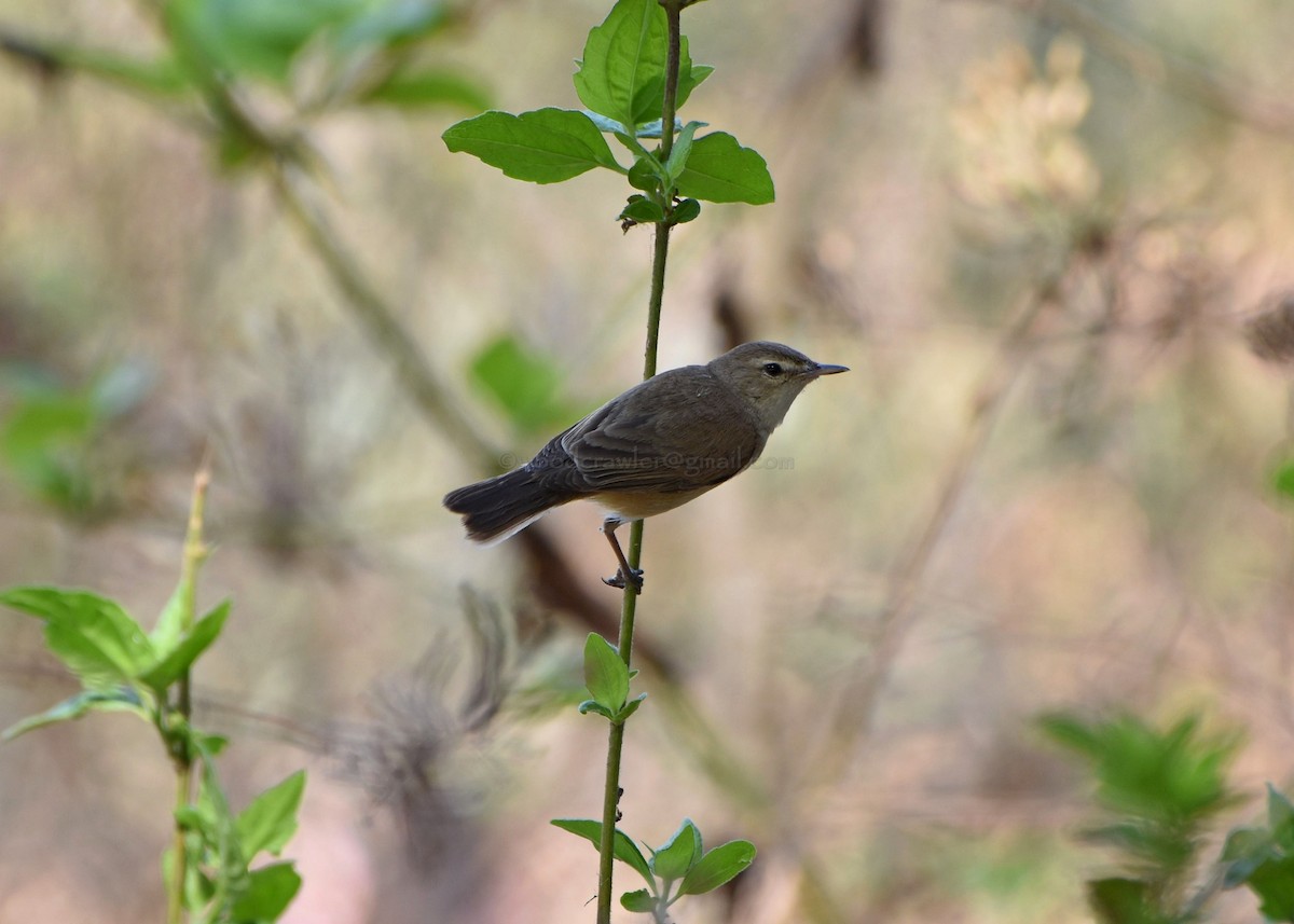 Booted Warbler - ML86910251