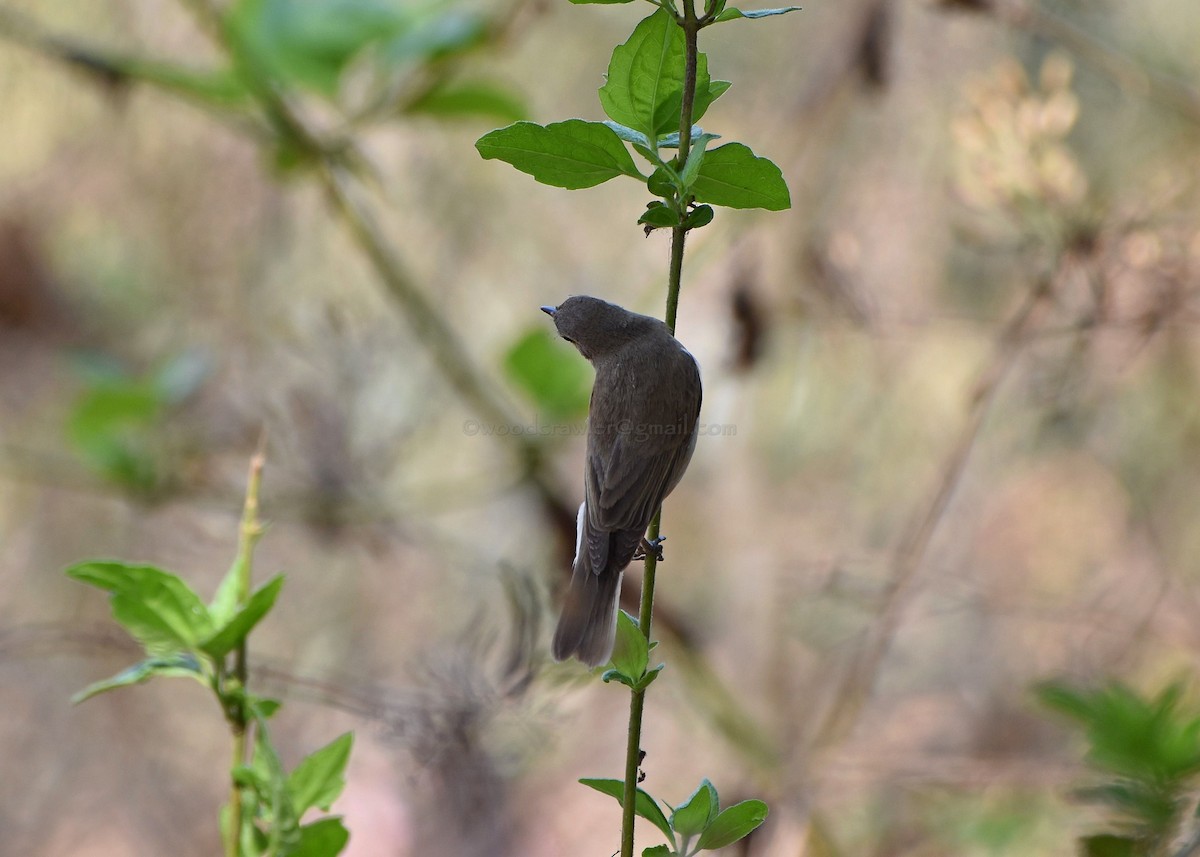 Booted Warbler - ML86910271