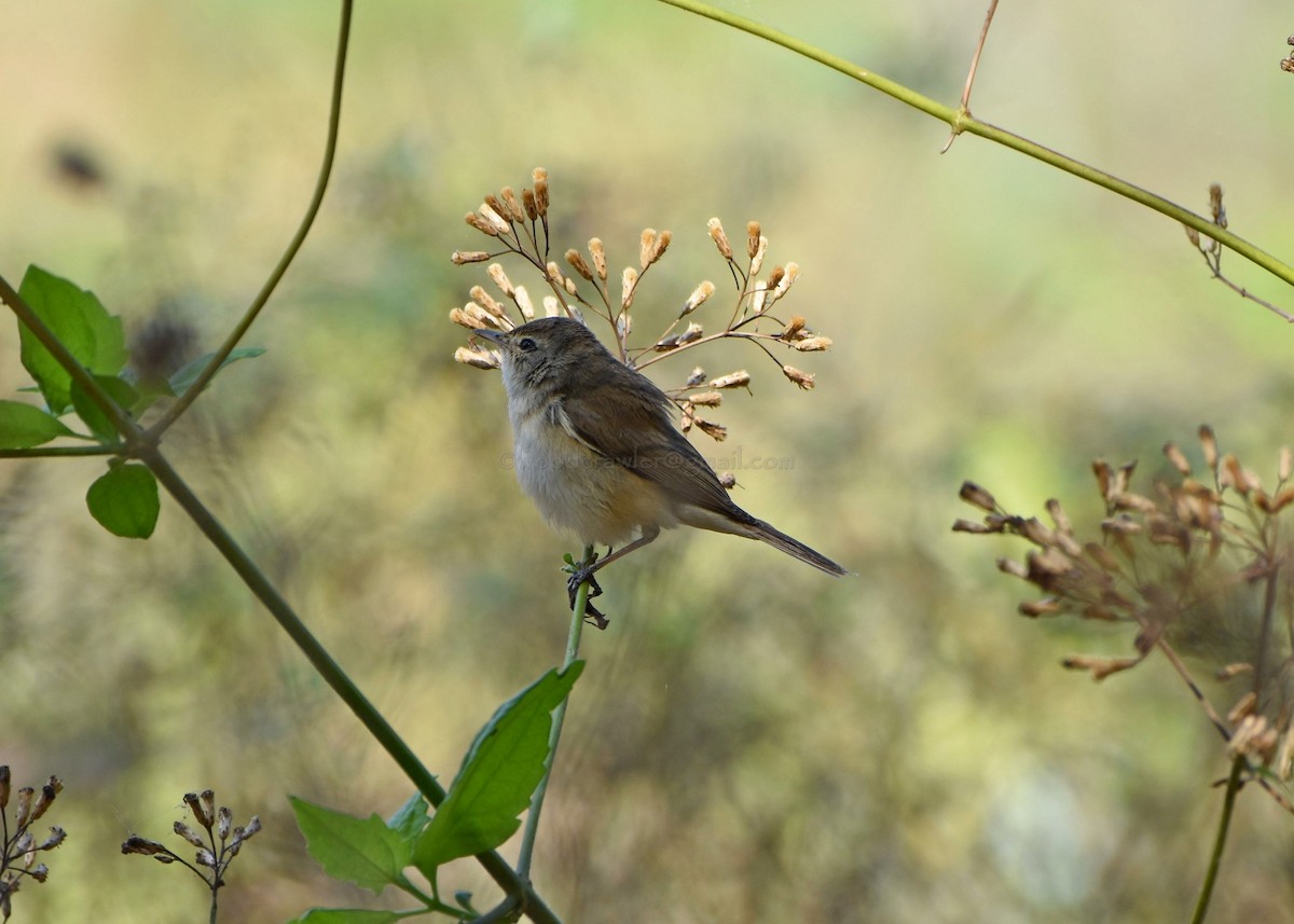Booted Warbler - ML86910281