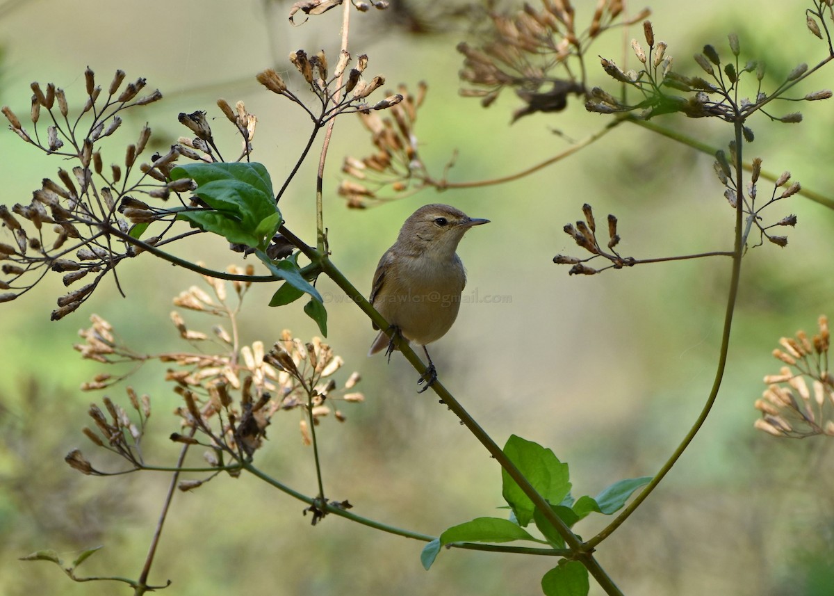 Booted Warbler - ML86910291