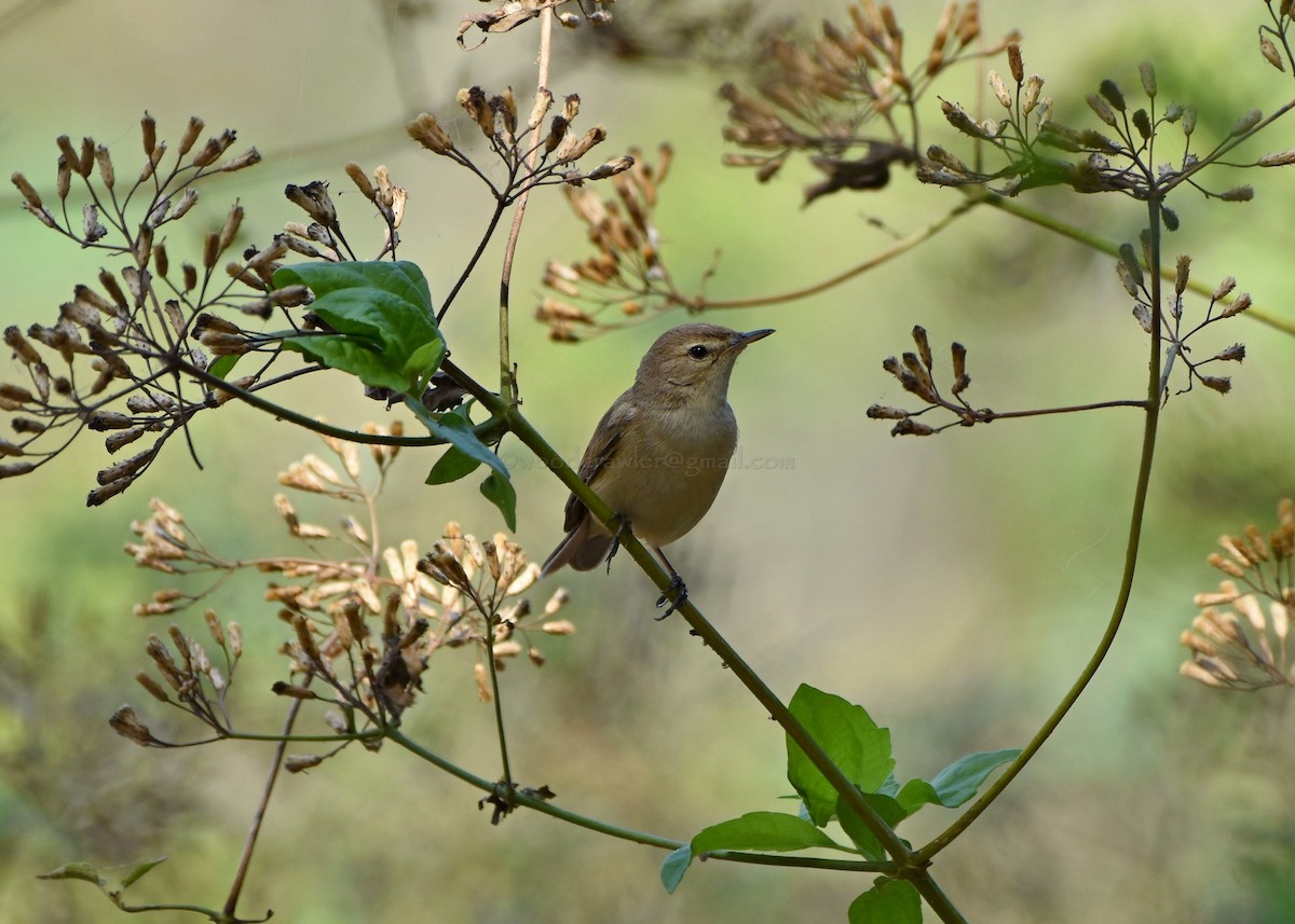 Booted Warbler - ML86910301
