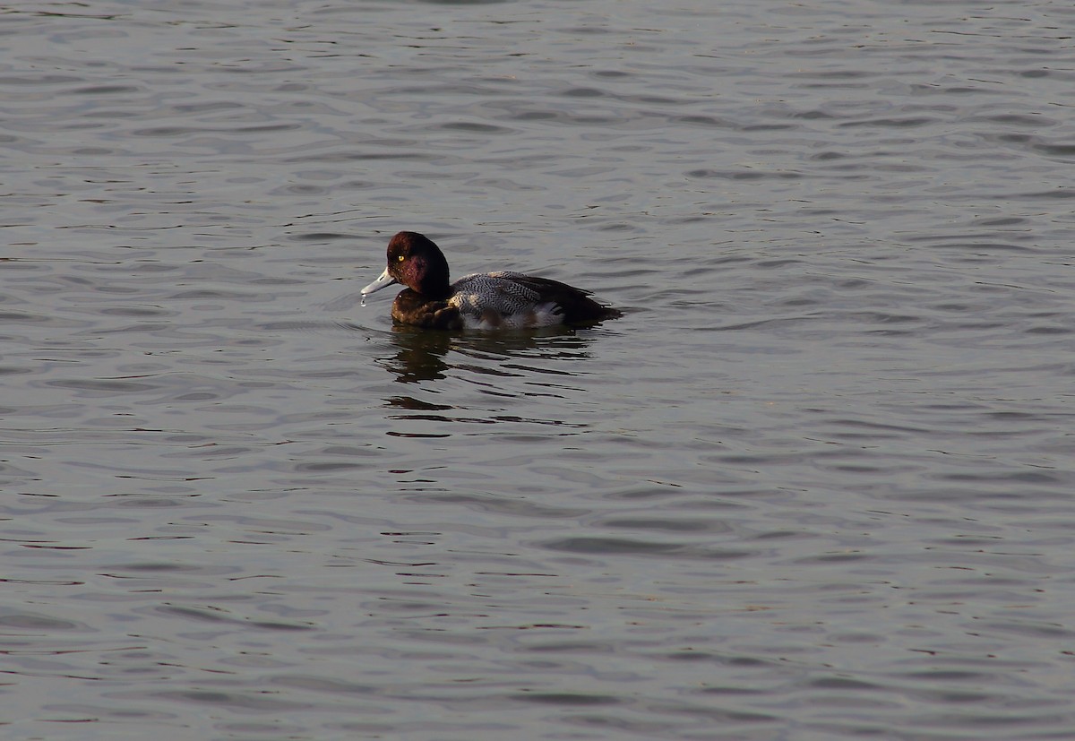 Greater Scaup - ML86910361