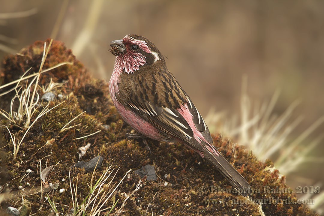 Himalayan White-browed Rosefinch - Biswapriya Rahut