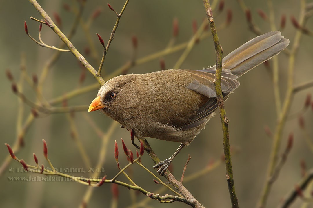 Riesenpapageimeise - ML86911201