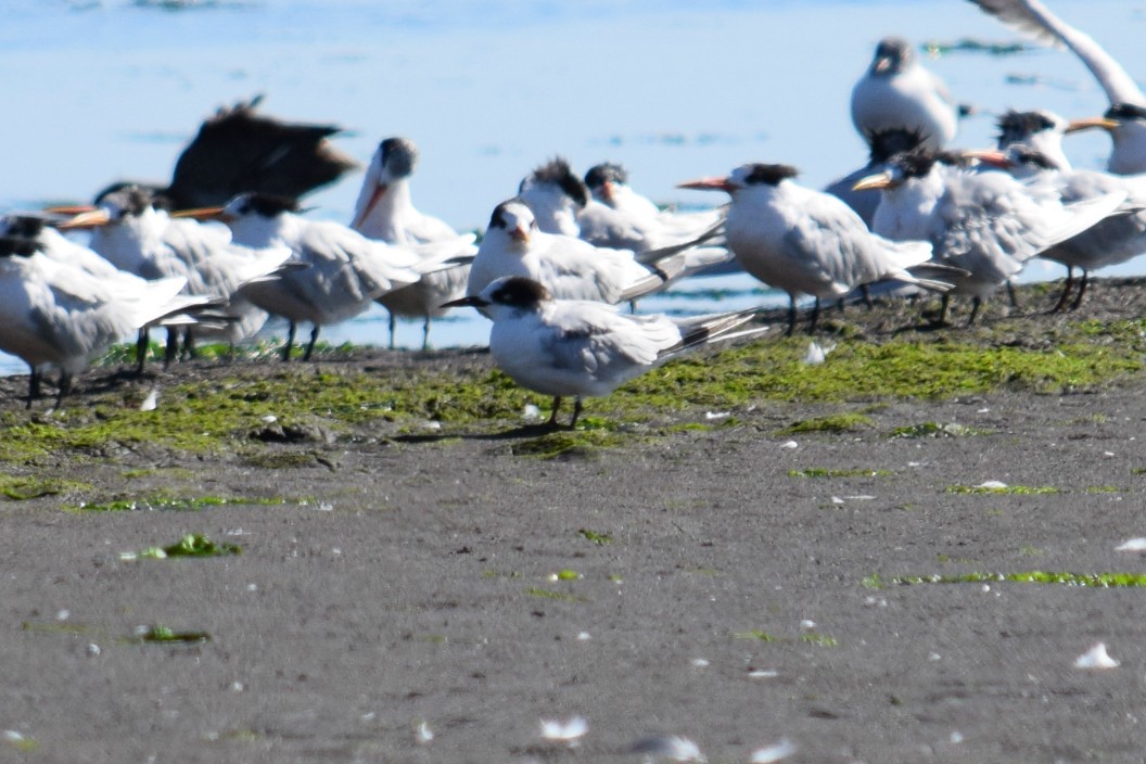 Common Tern - ML86912141