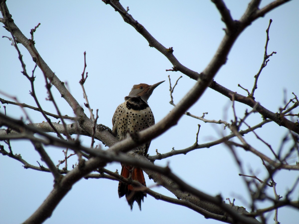 Northern Flicker (Red-shafted) - ML86914721