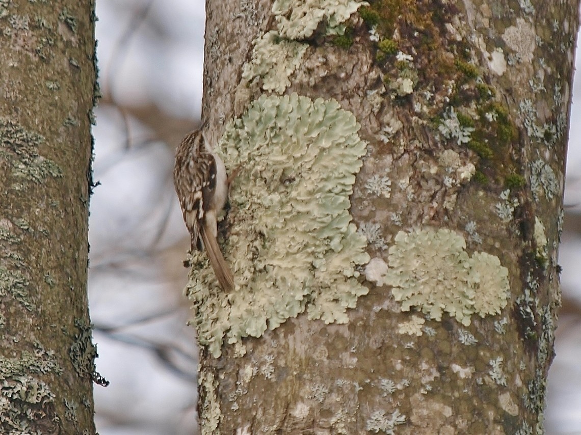 Brown Creeper - ML86915201