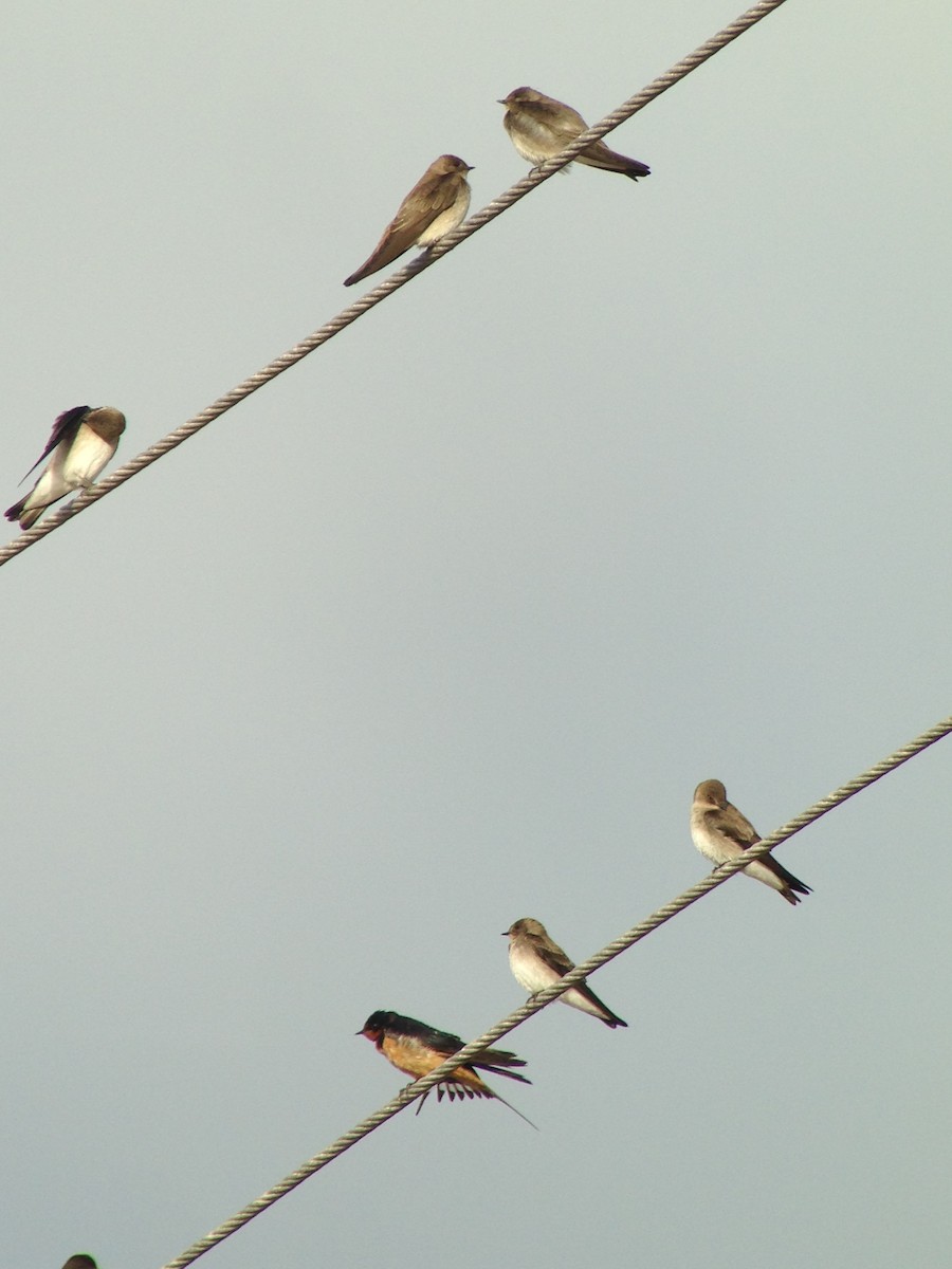 Barn Swallow - ML86915281