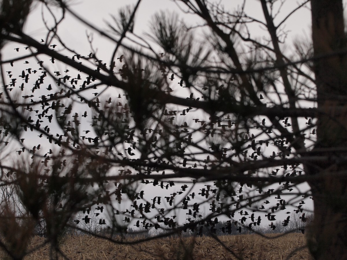 Common Grackle - Joshua Snodgrass