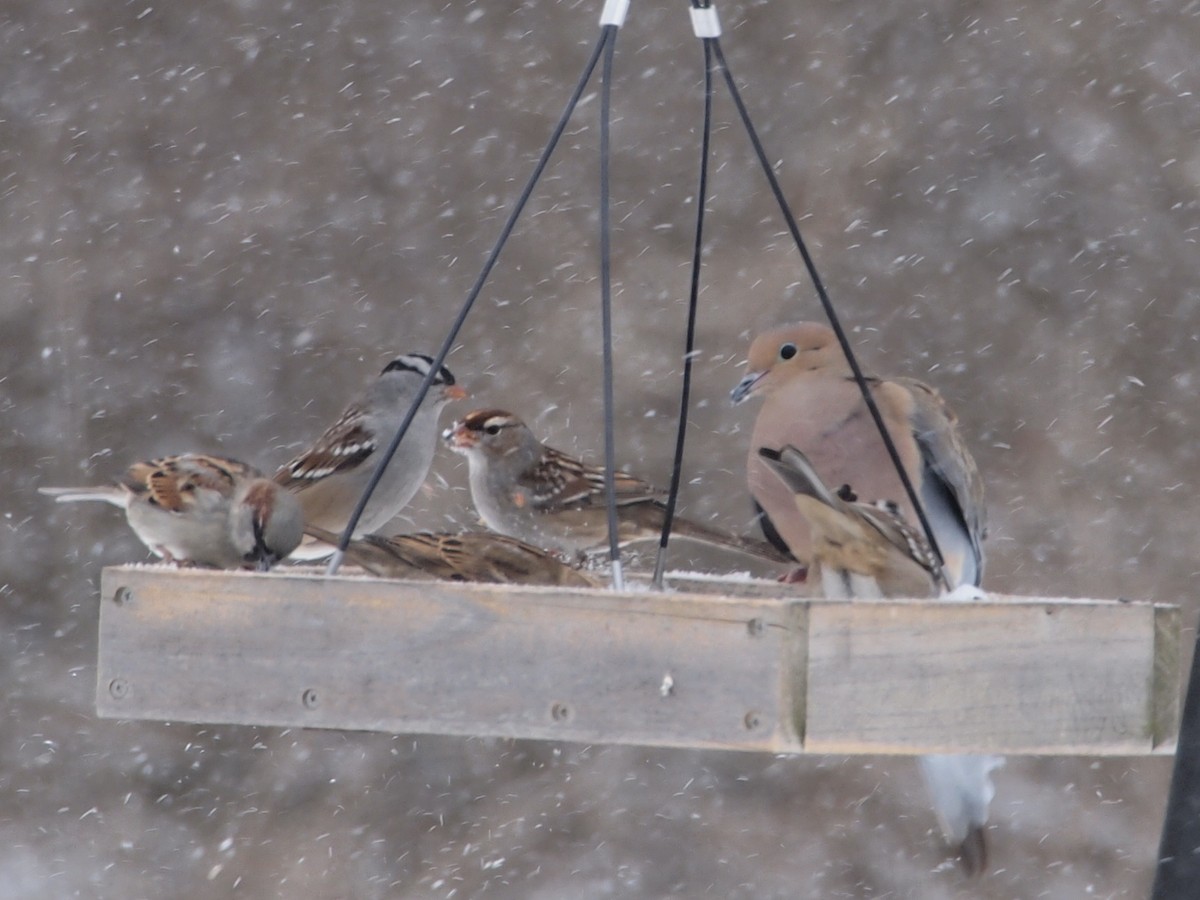 White-crowned Sparrow - ML86918261