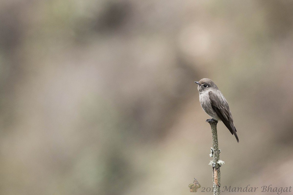 Dark-sided Flycatcher - ML86918441