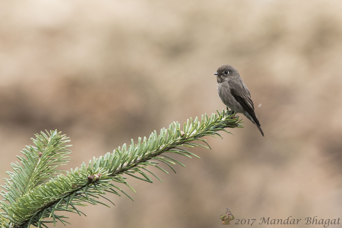 Dark-sided Flycatcher - Mandar  Bhagat