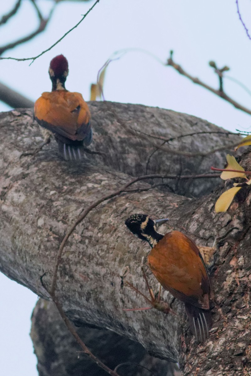 Greater Flameback - ML86918511