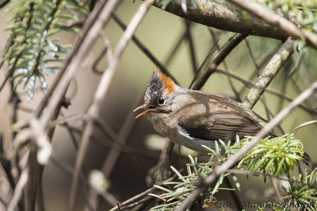 Rufous-vented Yuhina - Mandar  Bhagat