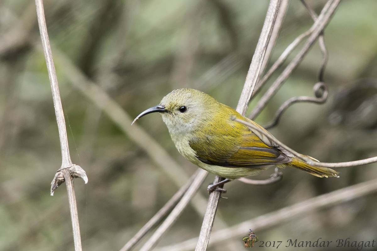 Green-tailed Sunbird - Mandar  Bhagat