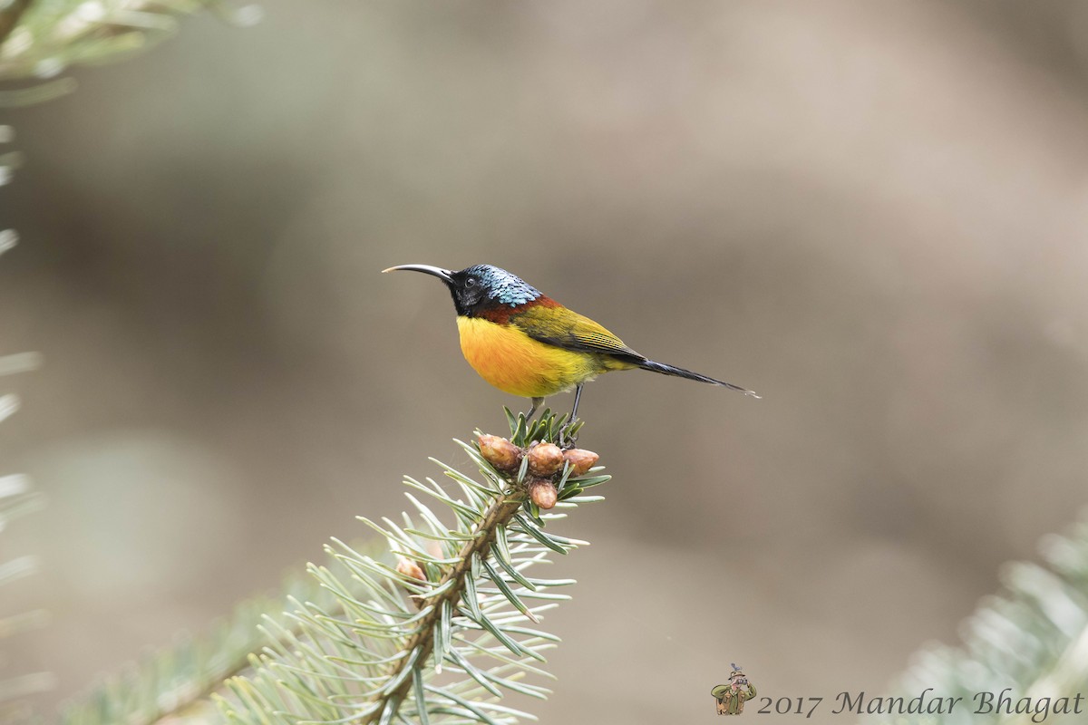 Green-tailed Sunbird - Mandar  Bhagat