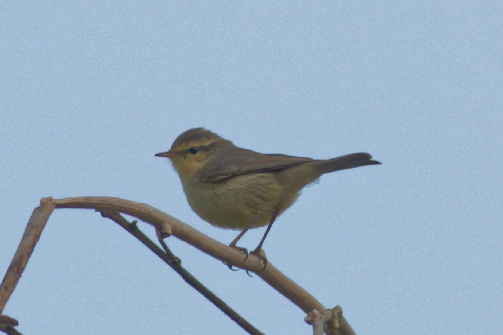 Вівчарик гімалайський (підвид affinis/perflavus) - ML86919631