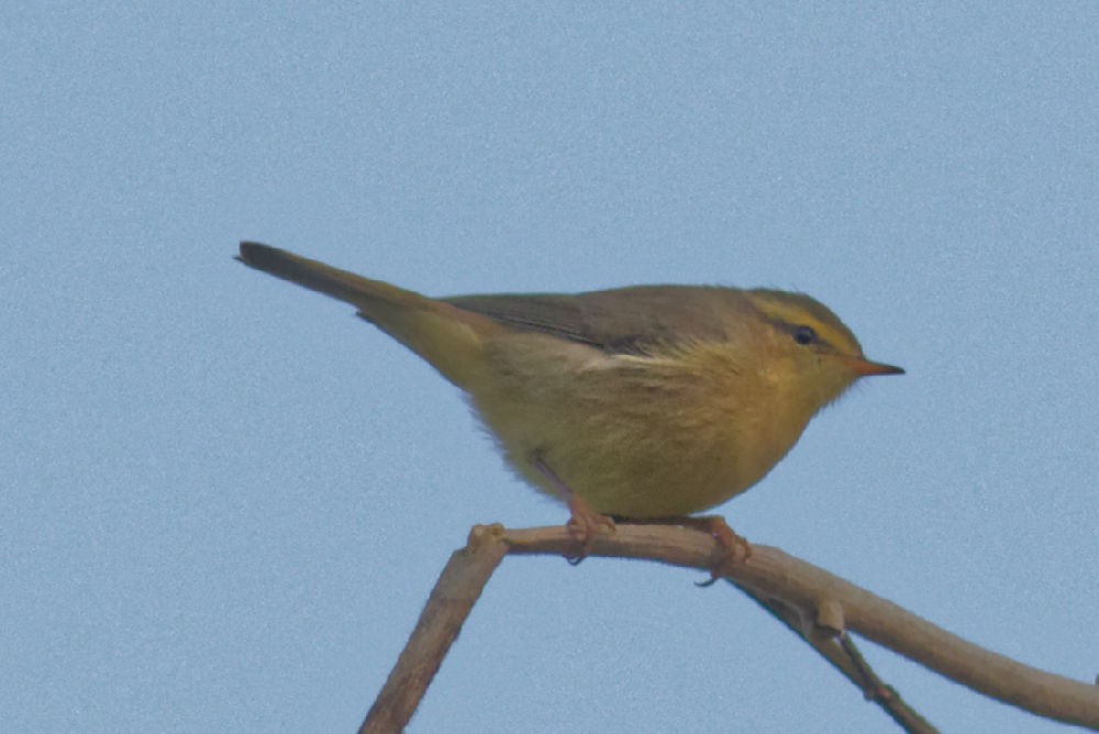 Tickell's Leaf Warbler (Tickell's) - ML86919661