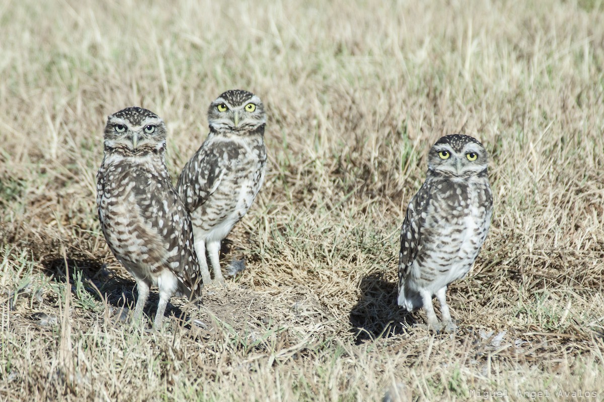 Burrowing Owl - Miguel Avalos