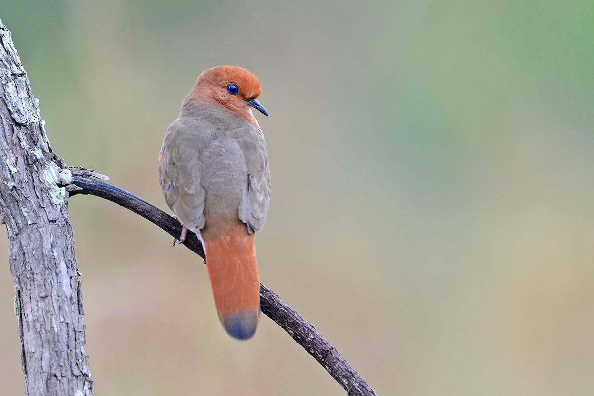 Blue-eyed Ground Dove - Bruno Rennó