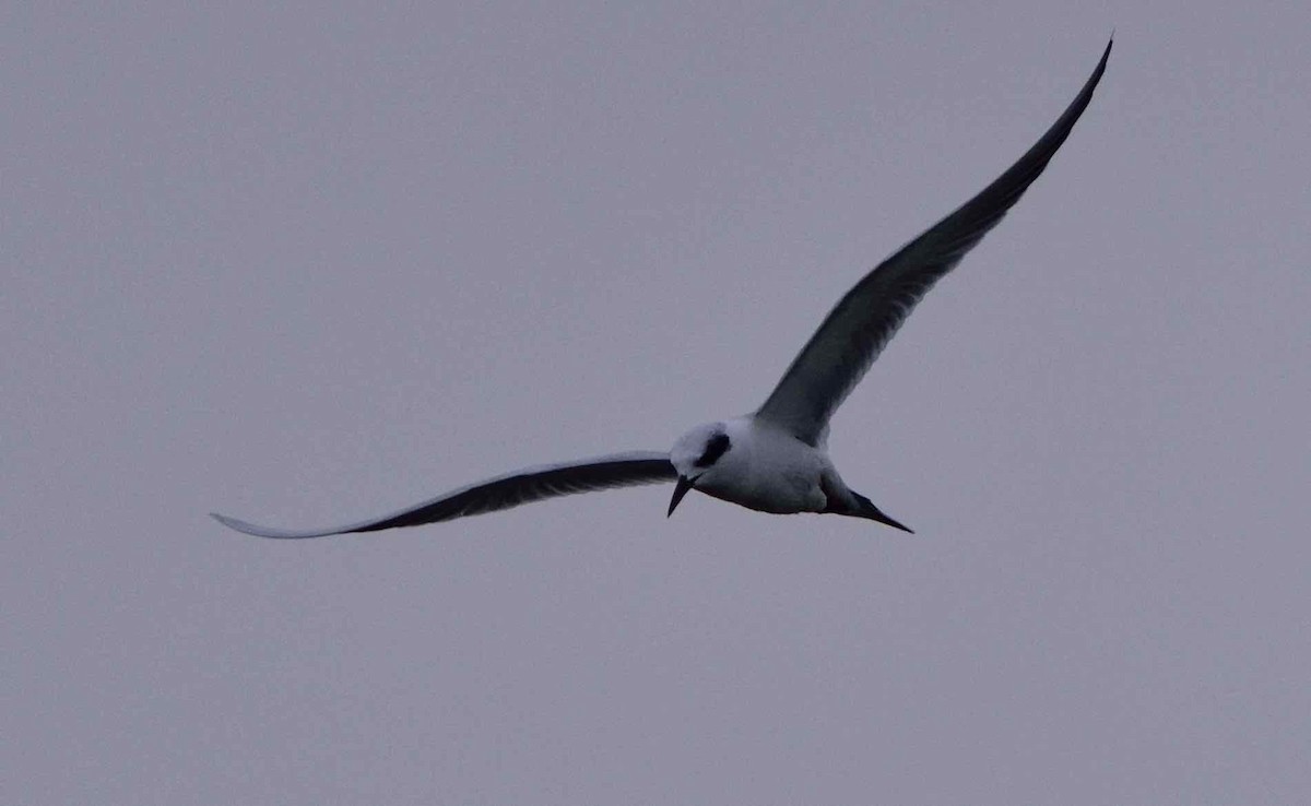 Forster's Tern - ML86924601