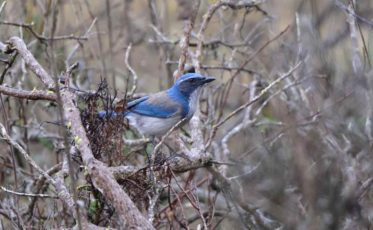 California Scrub-Jay - Don Weber