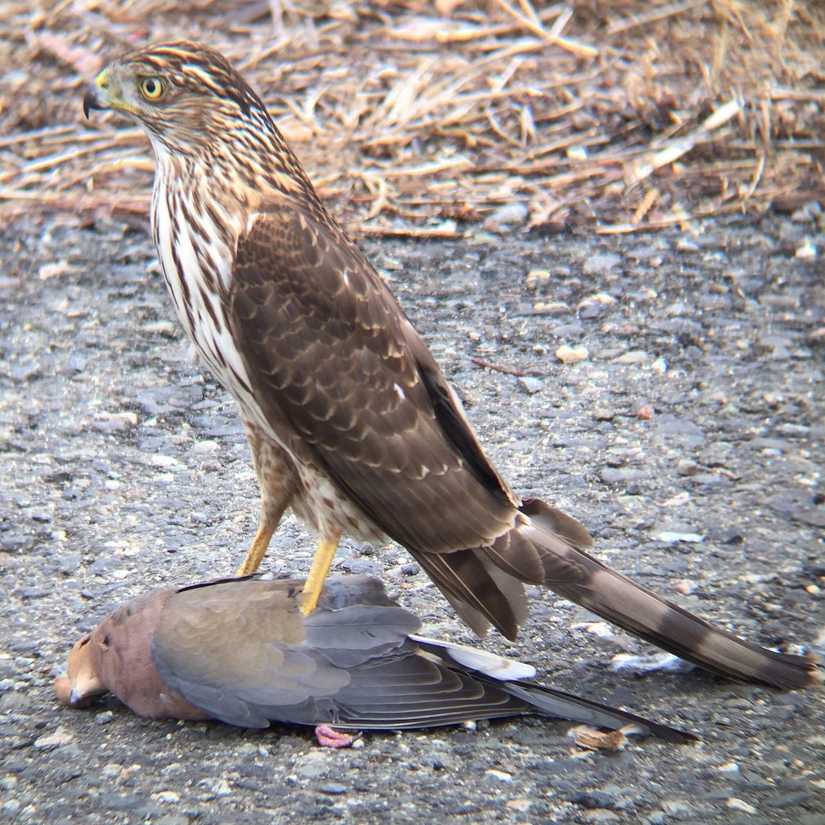 Cooper's Hawk - ML86930081