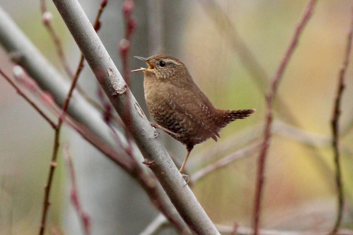 Pacific Wren (pacificus Group) - ML86930251