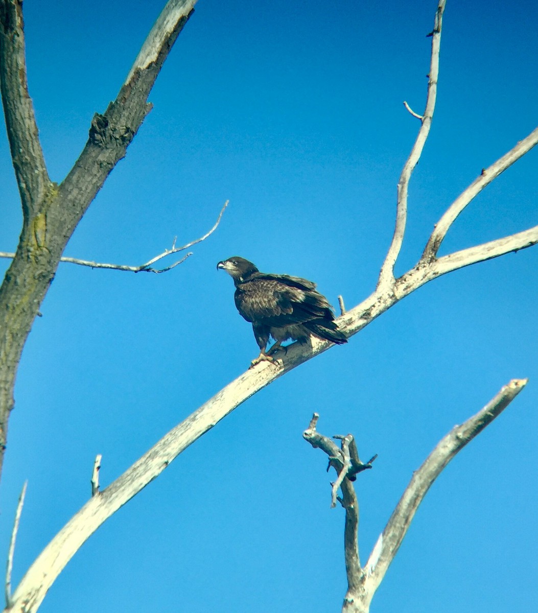 Bald Eagle - ML86931151