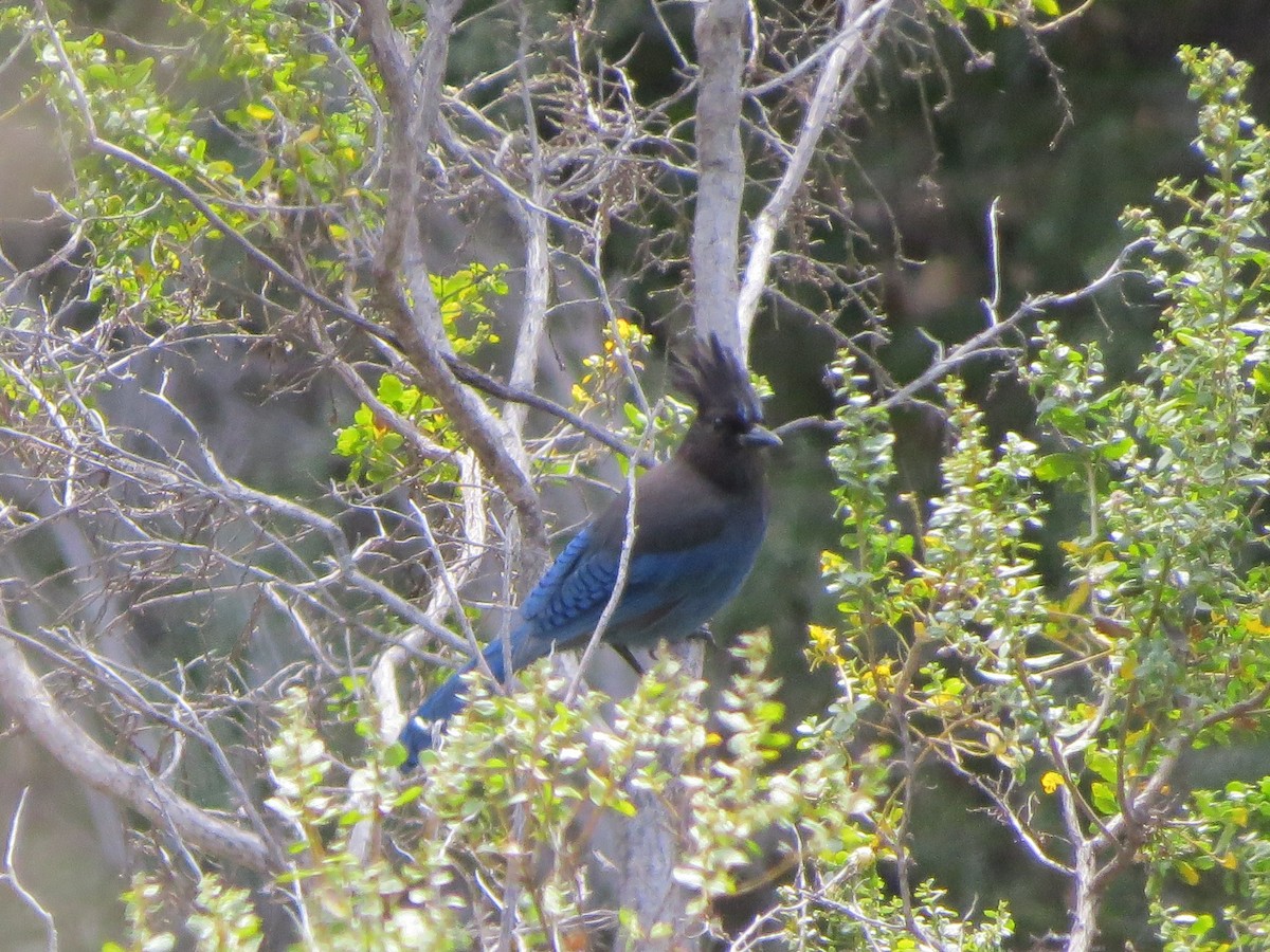 Steller's Jay - Garth Harwood