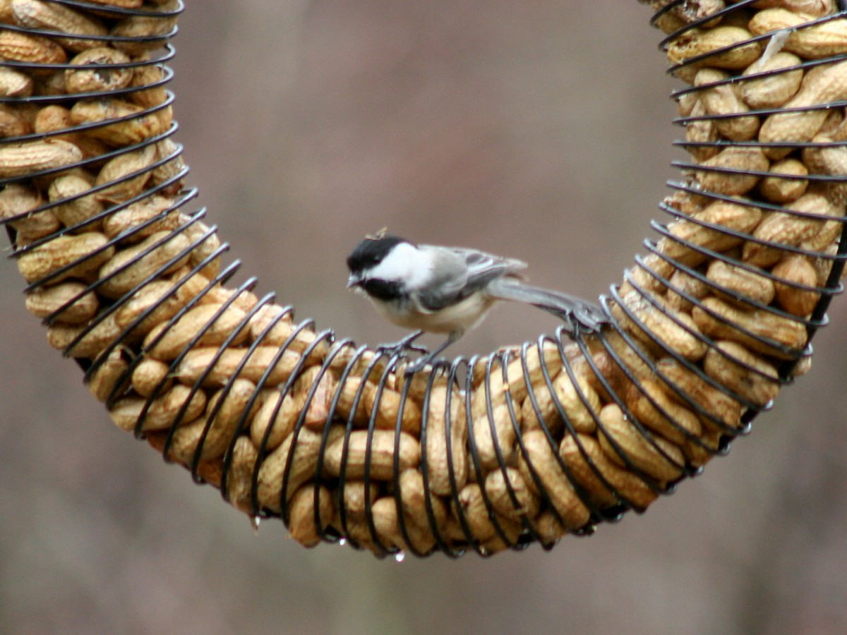 Black-capped Chickadee - ML86932451