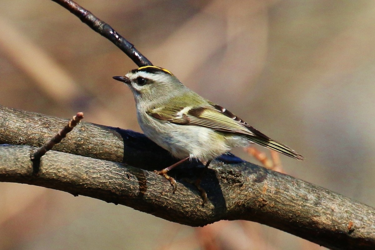 Golden-crowned Kinglet - ML86933221