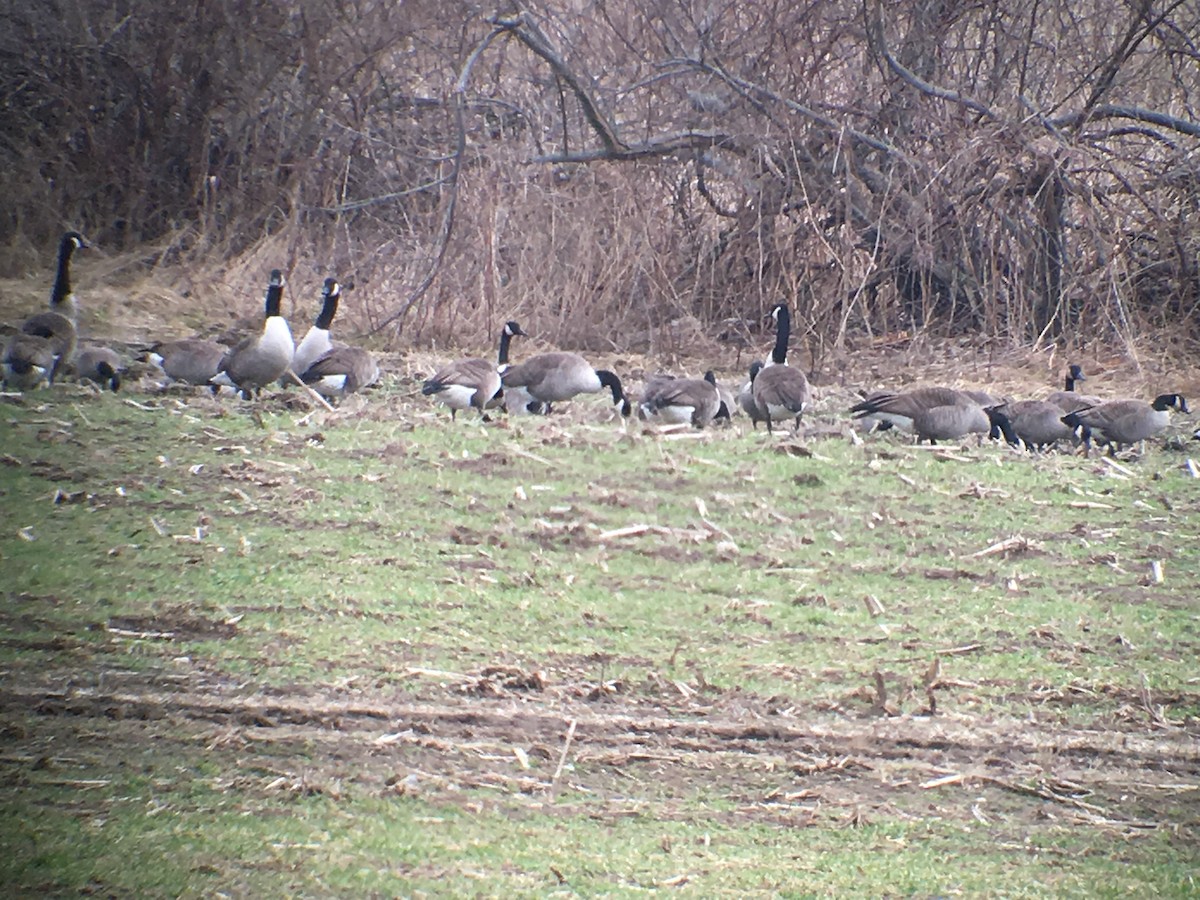 Canada Goose - Marshall Iliff