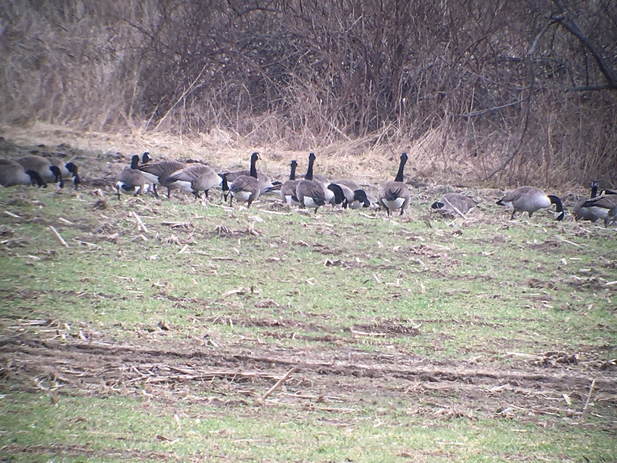 Canada Goose - ML86934371