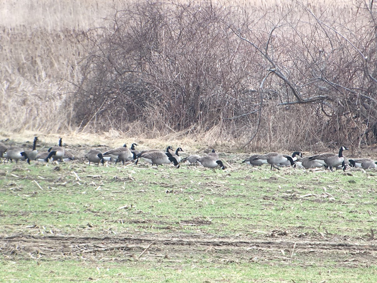 Canada Goose - Marshall Iliff