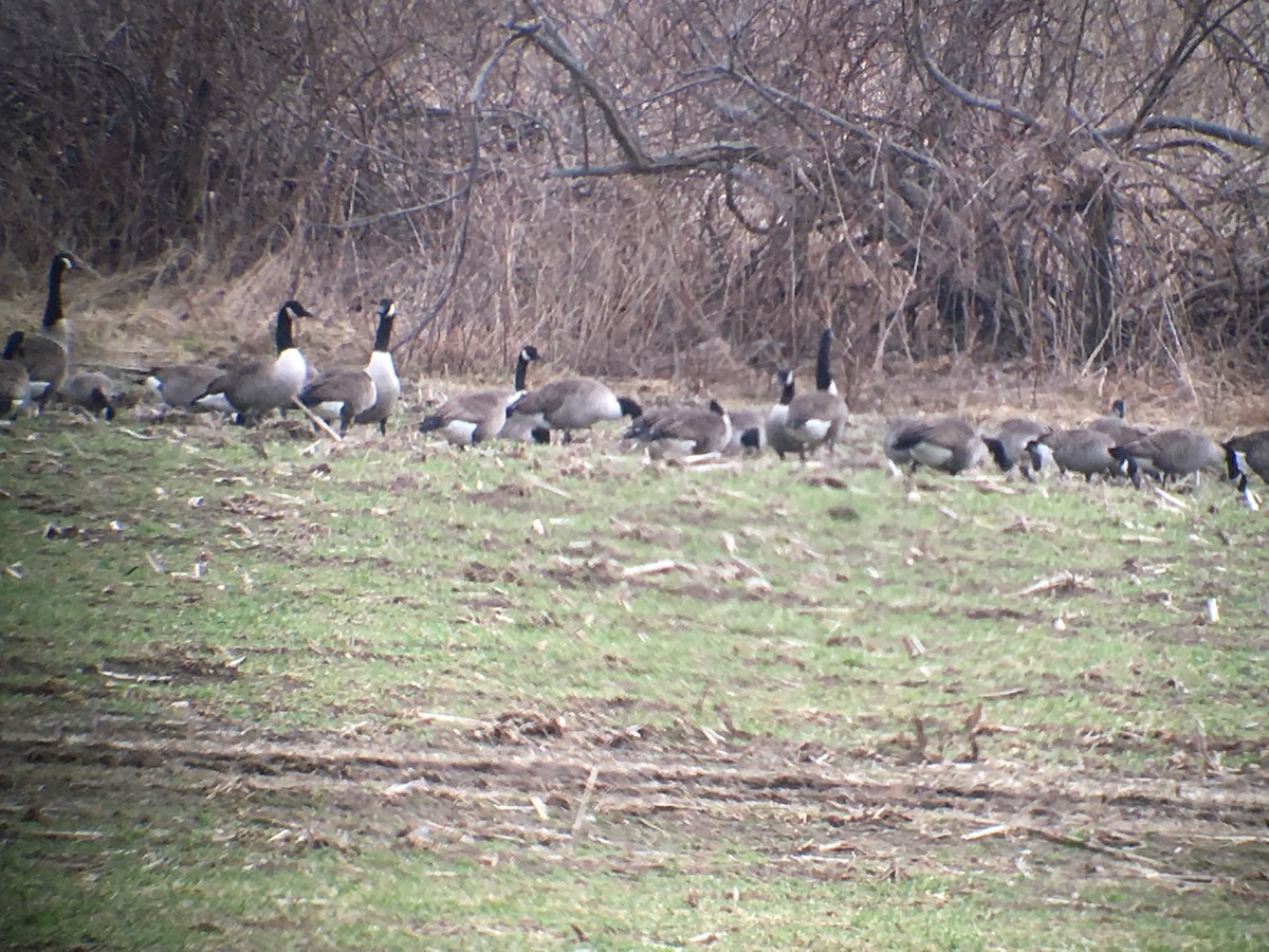 Canada Goose - ML86934401