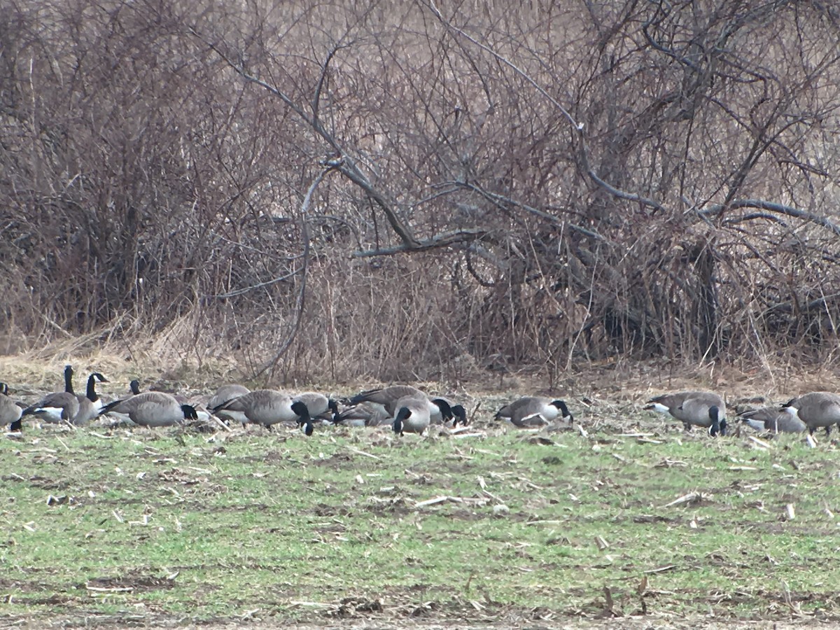 berneška malá (ssp. hutchinsii) - ML86934461