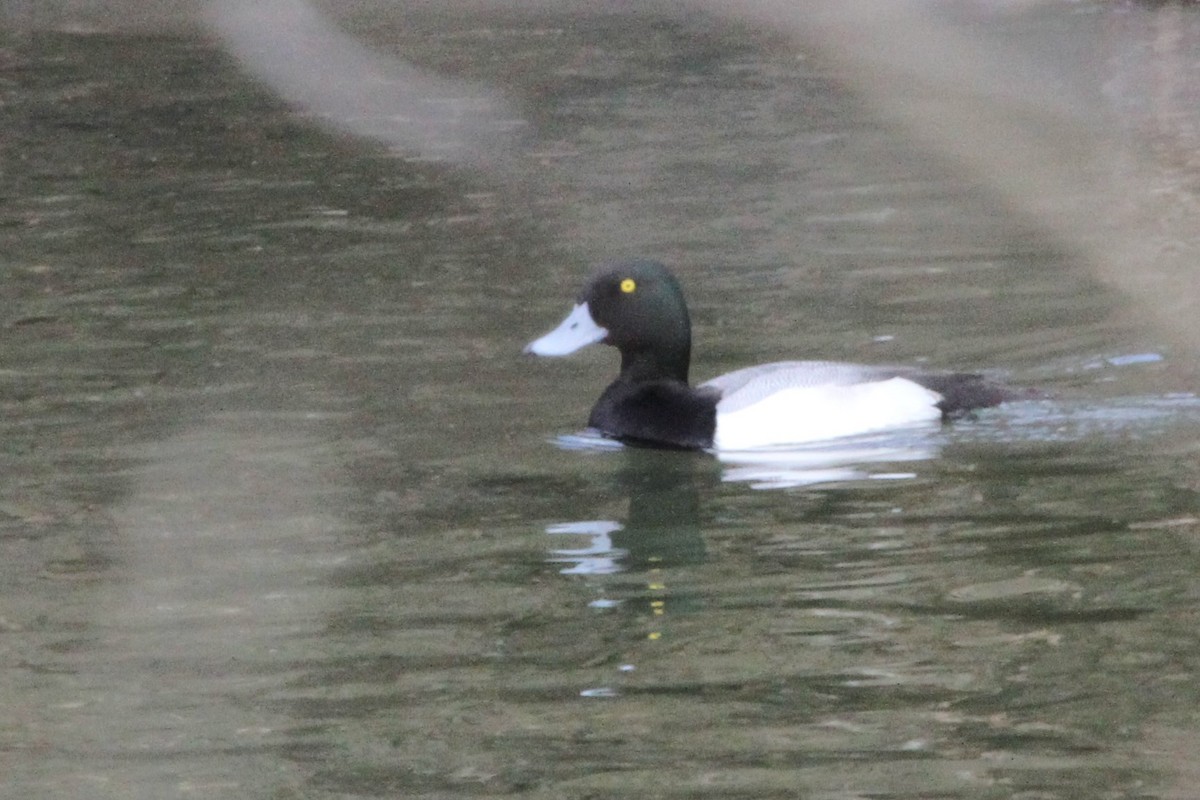 Greater Scaup - Mary Barritt