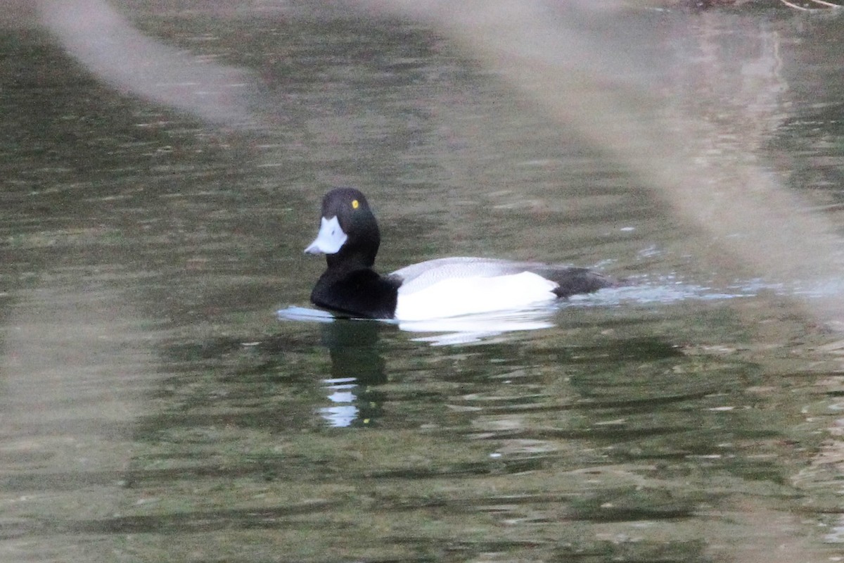 Greater Scaup - Mary Barritt