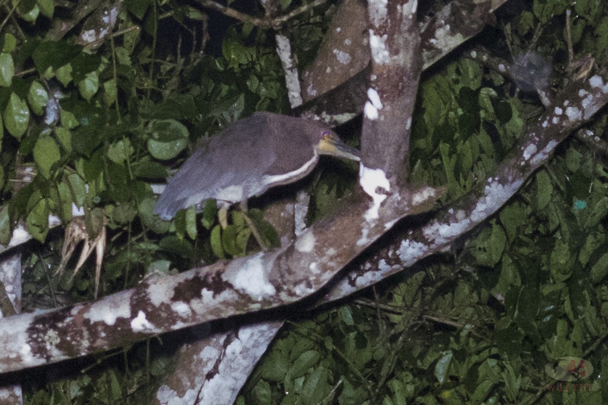 Rufescent Tiger-Heron - ML86935331