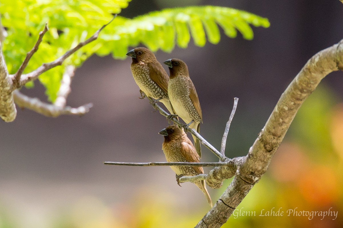 Scaly-breasted Munia - ML86935381