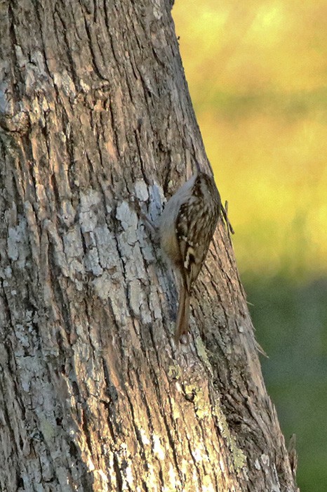 Short-toed Treecreeper - ML86937721