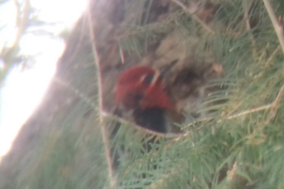 Red-breasted Sapsucker - ML86938121