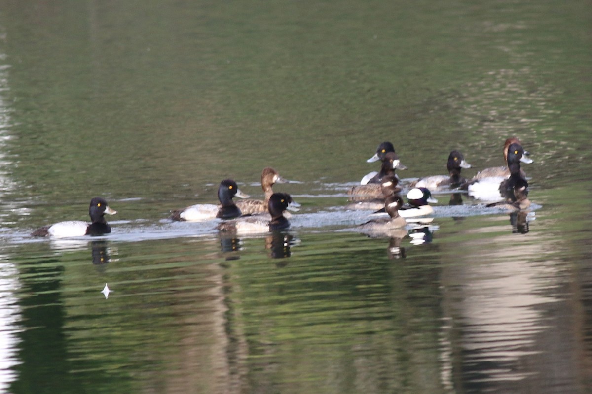 Greater/Lesser Scaup - Dick Plambeck